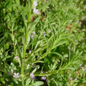 Photographie n°2918187 du taxon Lythrum hyssopifolia L. [1753]