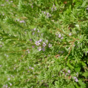 Photographie n°2918188 du taxon Lythrum hyssopifolia L. [1753]