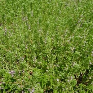 Photographie n°2918190 du taxon Lythrum hyssopifolia L. [1753]