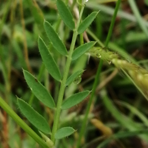  - Vicia lutea subsp. lutea