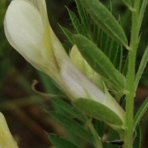  - Vicia lutea subsp. lutea