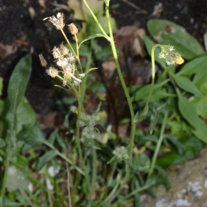 Photographie n°2918240 du taxon Crepis micrantha Czerep. [1964]