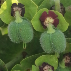 - Euphorbia characias subsp. characias