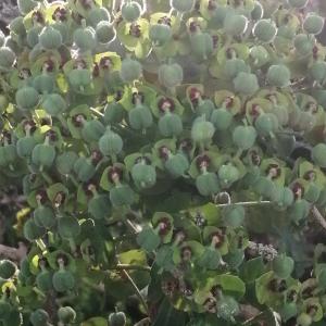  - Euphorbia characias subsp. characias