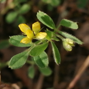 Medicago minima (L.) L. (Luzerne naine)