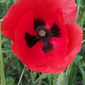 Photographie n°2918486 du taxon Papaver rhoeas L. [1753]