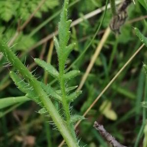 Photographie n°2918487 du taxon Papaver rhoeas L. [1753]