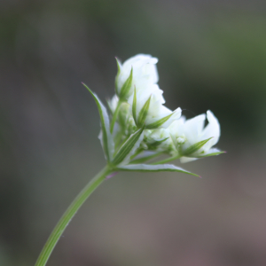 Photographie n°2918715 du taxon Orlaya grandiflora (L.) Hoffm. [1814]