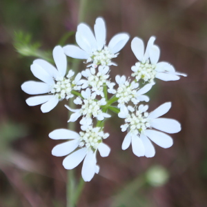 Photographie n°2918716 du taxon Orlaya grandiflora (L.) Hoffm. [1814]