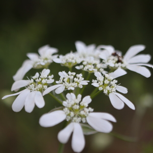 Photographie n°2918717 du taxon Orlaya grandiflora (L.) Hoffm. [1814]