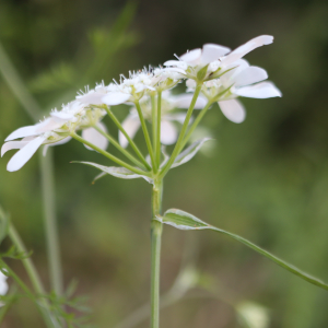 Photographie n°2918718 du taxon Orlaya grandiflora (L.) Hoffm. [1814]