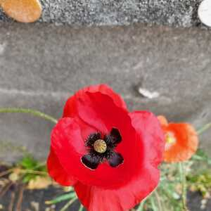 Photographie n°2918740 du taxon Papaver rhoeas L.