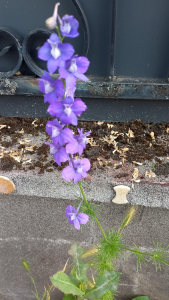 Christine Jourdan, le  6 juin 2024 (Beaumont)