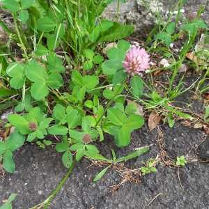 Photographie n°2918762 du taxon Trifolium pratense L.