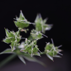 Photographie n°2918939 du taxon Orlaya grandiflora (L.) Hoffm. [1814]