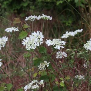 Photographie n°2918940 du taxon Orlaya grandiflora (L.) Hoffm. [1814]