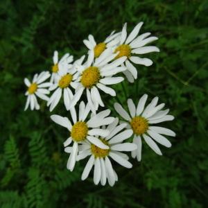 Photographie n°2919073 du taxon Tanacetum corymbosum (L.) Sch.Bip.