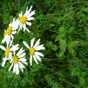 Photographie n°2919074 du taxon Tanacetum corymbosum (L.) Sch.Bip.