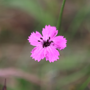 Photographie n°2919127 du taxon Dianthus carthusianorum L. [1753]