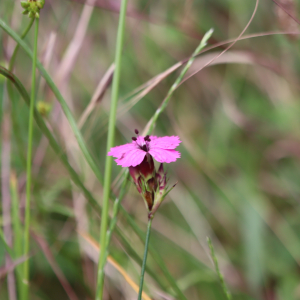 Photographie n°2919129 du taxon Dianthus carthusianorum L. [1753]