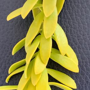  - Myoporum laetum G.Forst. [1786]