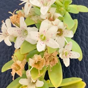  - Myoporum laetum G.Forst. [1786]