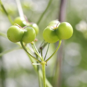 Photographie n°2919213 du taxon Bifora radians M.Bieb.