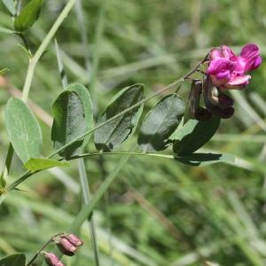 Photographie n°2919216 du taxon Lathyrus niger (L.) Bernh.