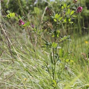 Photographie n°2919224 du taxon Lathyrus niger (L.) Bernh.