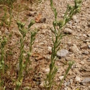 Photographie n°2922407 du taxon Filago pyramidata L. [1753]