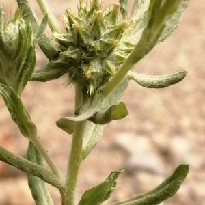 Photographie n°2922408 du taxon Filago pyramidata L. [1753]