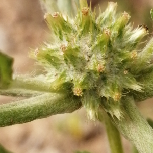 Photographie n°2922409 du taxon Filago pyramidata L. [1753]