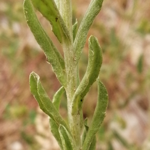 Photographie n°2922410 du taxon Filago pyramidata L. [1753]