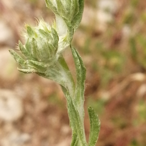 Photographie n°2922411 du taxon Filago pyramidata L. [1753]