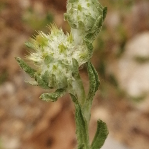 Photographie n°2922412 du taxon Filago pyramidata L. [1753]