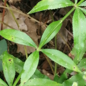 Photographie n°2922423 du taxon Rubia peregrina subsp. peregrina