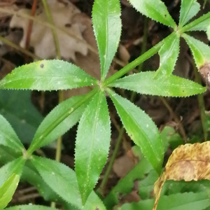  - Rubia peregrina subsp. peregrina