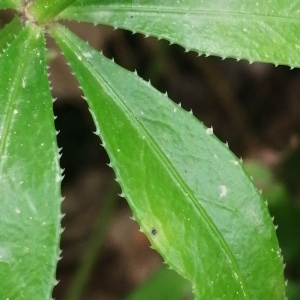  - Rubia peregrina subsp. peregrina
