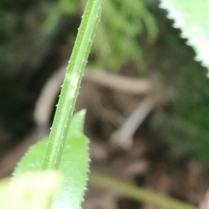  - Rubia peregrina subsp. peregrina