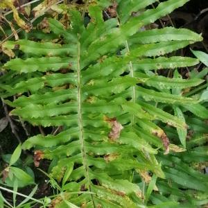  - Polypodium cambricum subsp. cambricum