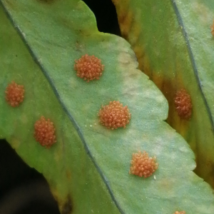  - Polypodium cambricum subsp. cambricum