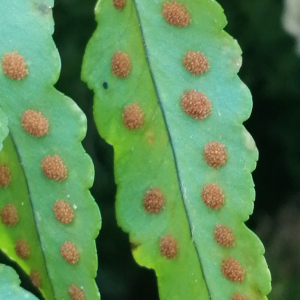  - Polypodium cambricum subsp. cambricum