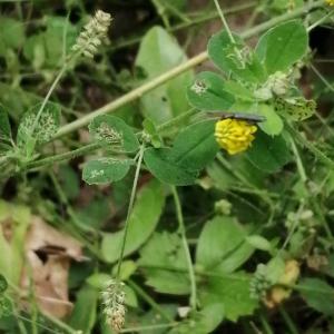 Photographie n°2922448 du taxon Medicago lupulina L. [1753]