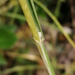 Photographie n°2922533 du taxon Melica ciliata subsp. ciliata