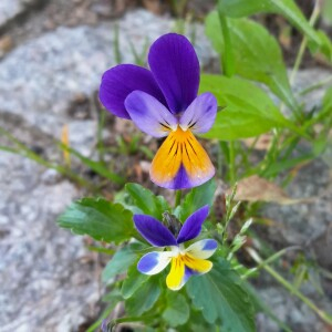Photographie n°2922594 du taxon Viola tricolor L. [1753]