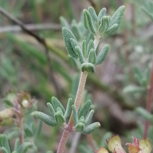  - Thymus vulgaris subsp. vulgaris