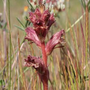 Photographie n°2922673 du taxon Orobanche alba Stephan ex Willd. [1800]