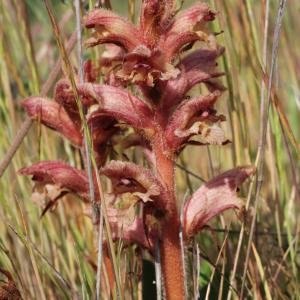 Photographie n°2922675 du taxon Orobanche alba Stephan ex Willd. [1800]