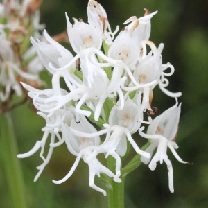  - Orchis simia Lam. [1779]