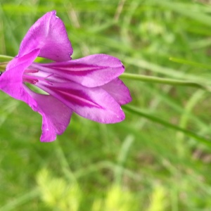  - Gladiolus palustris Gaudin [1828]